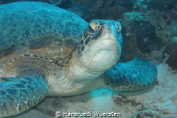 Green Sea Turtle - Chelonia mydas by Hansruedi Wuersten 